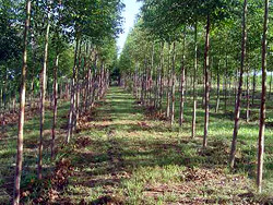 Green and sustainable forest